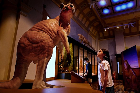 The procoptodon, a giant short faced kangaroo will be on display in the Surviving Australia exhibition at the Australian Museum in Sydney.