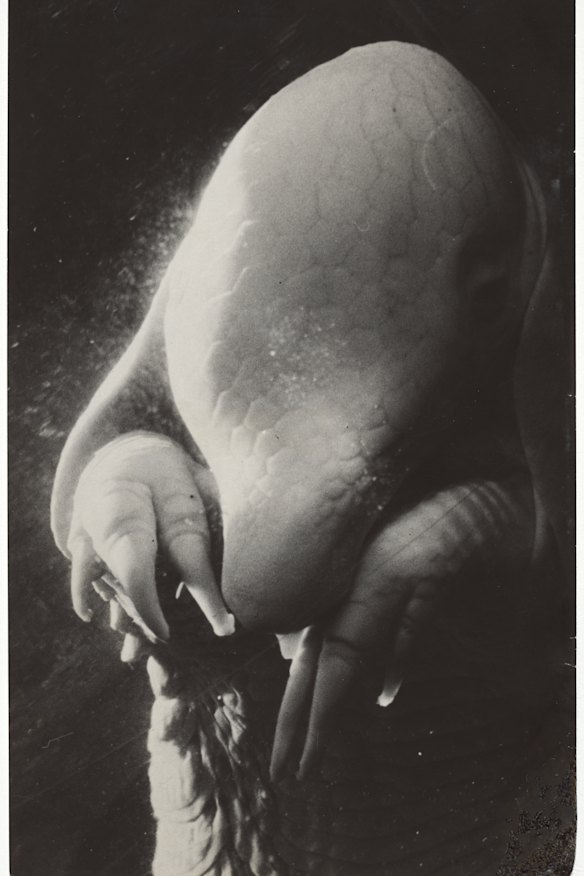 Dora Maar’s Portrait d’Ubu (Portrait of Ubu), 1936.