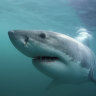 Study shows surprising diet of sharks with little interest in mammals