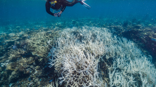 Bleaching on Stanley Reef, part of the 500 kilometre stretch of the Great Barrier Reef that copped a mass bleaching event last summer. 