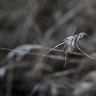 Melbourne’s grasslands are at risk.