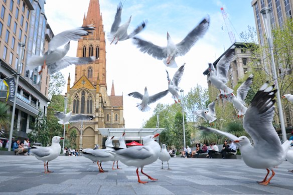 Seagulls rule the roost at the redeveloped City Square.