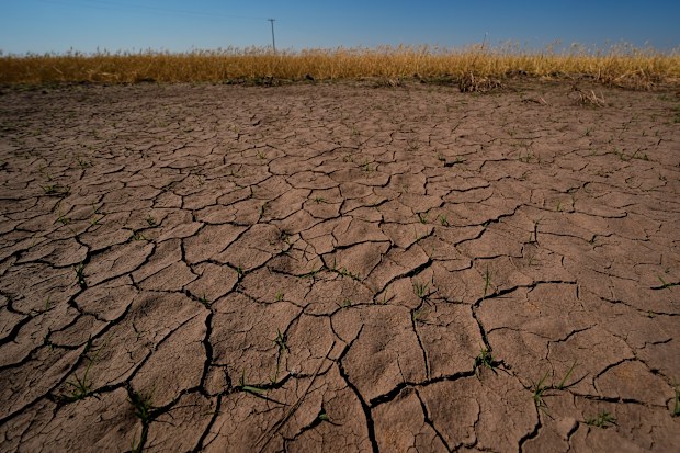 Drought-stressed wheat plants
