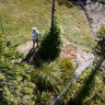 It started with 100 plants in a secret Sydney canyon – now they’re popping up all around the world