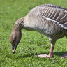 A pink-footed goose Victoria’s travelling bureaucrats didn’t get to see.