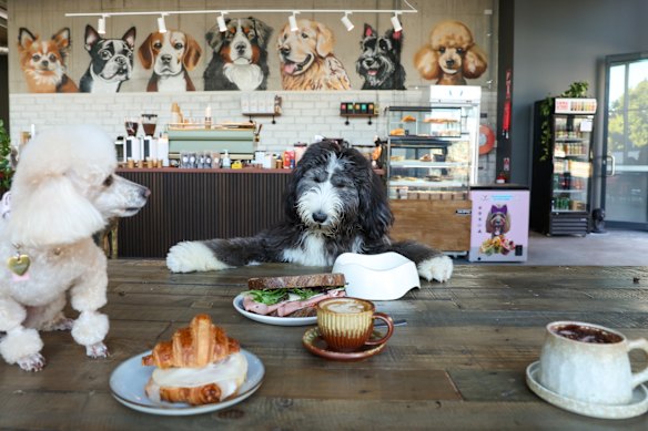 Lottie the poodle and Ned the sheepdoodle at Baba G’s.