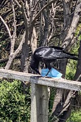 A raven with a mask on Phillip Island. The bird was eventually able to dislodge the mask from its foot.  
