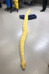 This Burmese python was seized in Bundaberg, as officers intercept exotic snakes smuggled into the state.