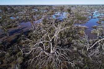 Some of the big old river red gums didn't make it through the extended dry spell at Narran Lakes, with the important wetlands not having a major fill and mass water bird breeding event since 2011-12.