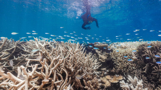 Coral bleaching on Stanley Reef, south of Townsville, which occurred in a late summer heatwave in March. 