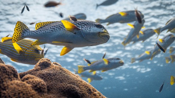 Ocean is surprisingly optimistic about the sea’s ability to recover.