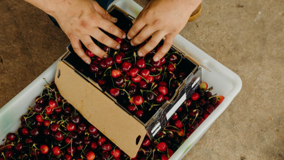 Cherry farmers are turning to techniques such as regenerative farming to meet climate challenges.
