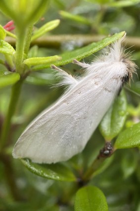 Sparshall’s moth is one of the native insects Cutting is finding in street gardens 