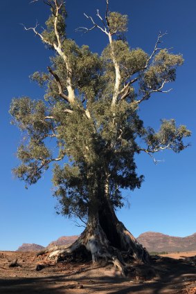 The Cazneau Tree is still standing - it’s thought that river red gums can live for between 500 and 1000 years.
