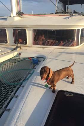 Pip, the sea dog who had an incredible journey to get almost home.