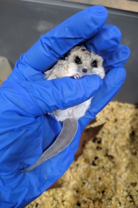 A fat-tailed dunnart.