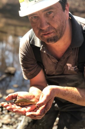 Dr Jarod Lyon, Applied Aquatic Ecology, Arthur Rylah Institute, with a Macquarie perch during the extraction.