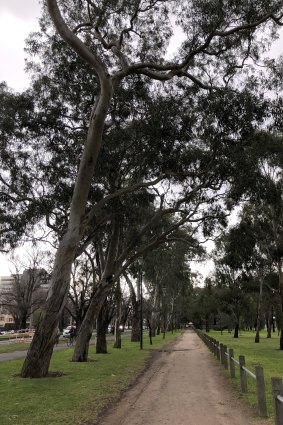 A tree marked as dying by Melbourne City Council leans towards the walking track on Royal Parade.
