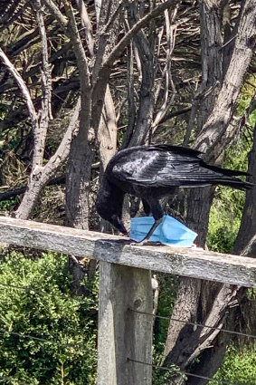 A raven with a mask on Phillip Island. The bird was eventually able to dislodge the mask from its foot.  