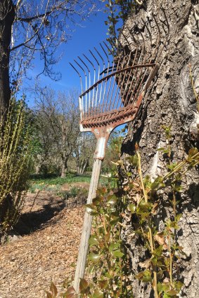 An old-style metal rake like this one, supplied by Anne Miller of Oxley, was left leaning against this tree over 35 years ago and the tree has slowly ‘consumed’ it.