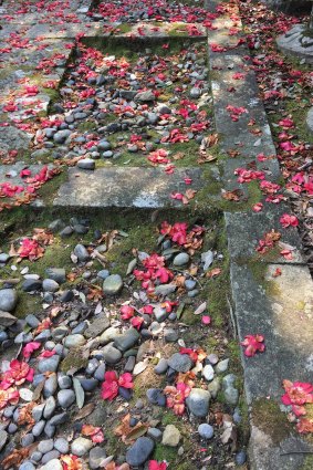 Fallen camellia flowers outside a Buddhist temple in Japan.