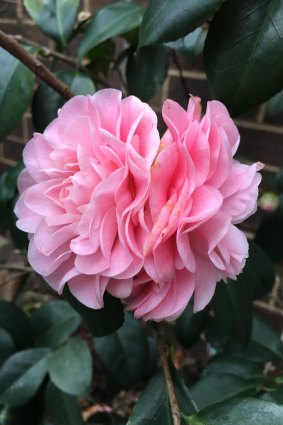Camellias will be on display at the Ferny Creek Horticultural Society’s Flower Show.