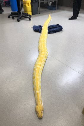 This Burmese python was seized in Bundaberg, as officers intercept exotic snakes smuggled into the state.