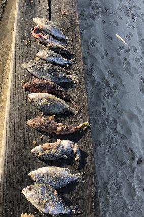 Saint Kilda resident Sarah Low reported dead fish on Middle Park Beach on Sunday morning.