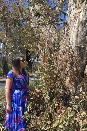 ANU heritage officer Amy Jarvis at the Blacksmith Tree.