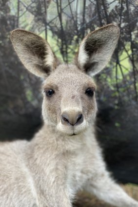 Photos submitted in evidence: Dolores the kangaroo in October 2020.
