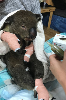 An injured koala at Mallacoota Incident Control Centre.