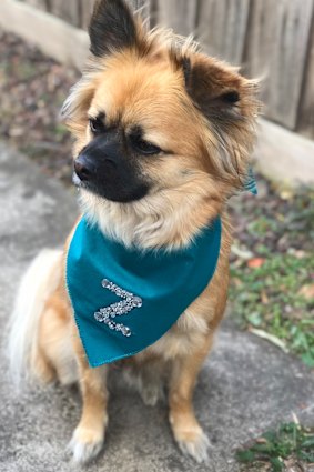 Dog merchanise for Zoe Daniel’s election campaign.