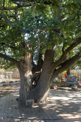 The oak tree named Bruce. 