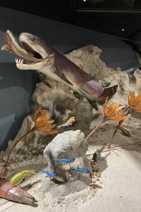 A Gogo fish diorama at the WA Museum Boola Bardip.