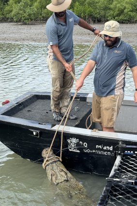 The crocodile was captured at Cardwell Marina, north of Townsville, on Monday.
