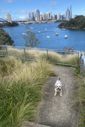 Tilly takes her human for a walk in Waverton.