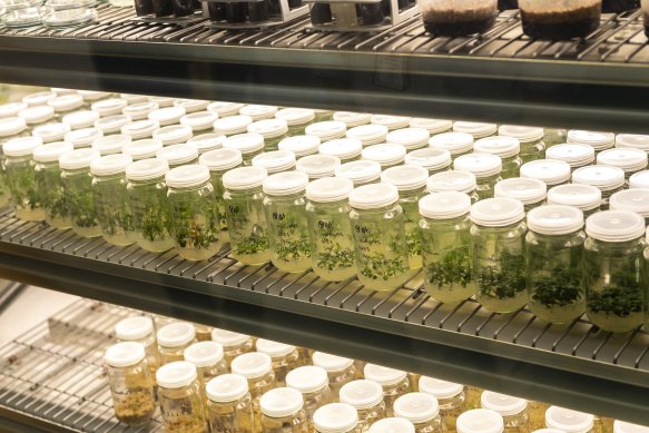Rows of rainforest plants, some functionally extinct, in the tissue culture lab.