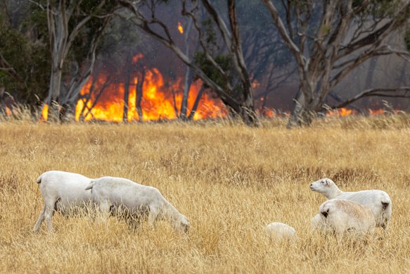Sheep grazing near a wildfire in Longwood East in January. 
