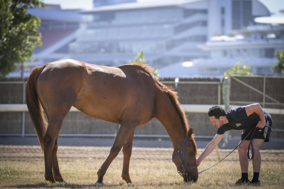 Melbourne Cup runner Vow And Declare at Danny O'Brien's stables with assistant trainer Ben Gleeson.