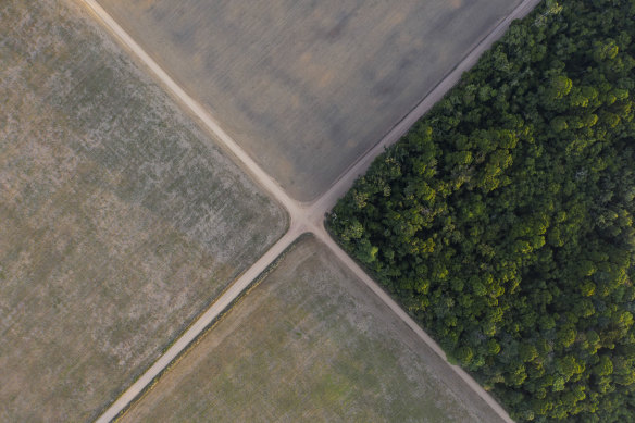 A section of Amazon rainforest stands next to soy fields in Belterra, Para state, Brazil. 