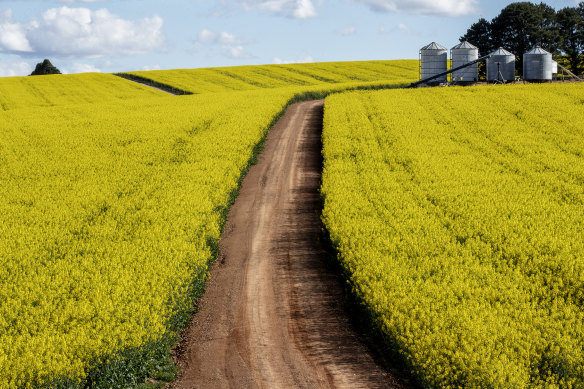 Canola fields in Central West NSW. The state experienced its best ever winter crop in 2020.
