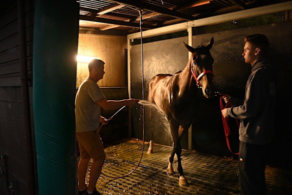 Trainer Joe Pride hoses down Ceolwulf alongside his son, Brave, at Warwick Farm racecourse after track work.