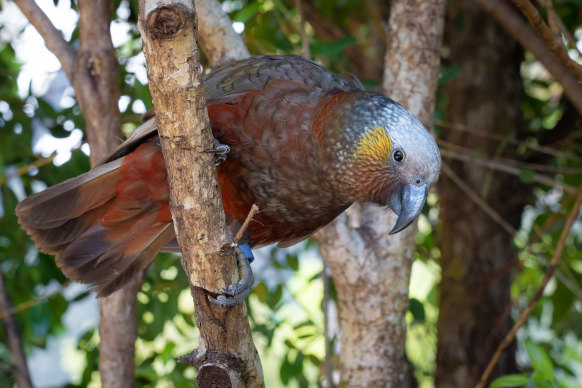 The kaka (not be confused with the kea).