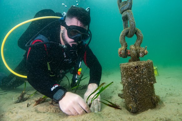 A Sydney Institute of Marine Science team member plants seagrass under a new environmentally friendly mooring off Balmoral Beach.