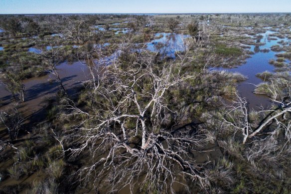 Some of the big old river red gums didn't make it through the extended dry spell at Narran Lakes, with the important wetlands not having a major fill and mass water bird breeding event since 2011-12.