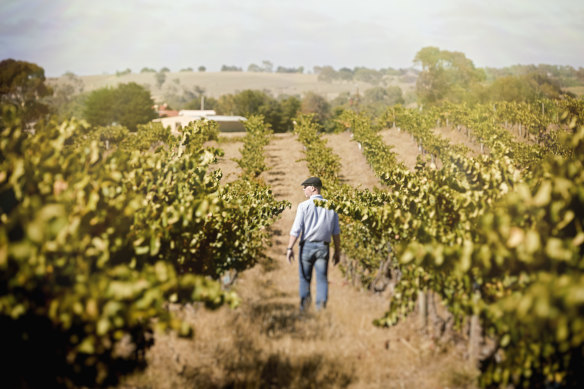 Alex Head of the Barossa Valley’s Head Wines.