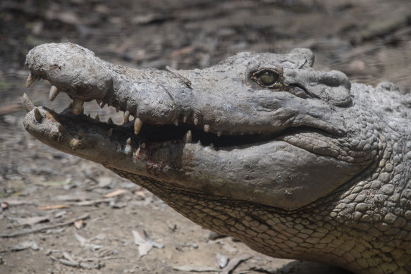 In some much needed good news saltwater crocodile populations are on the rise.