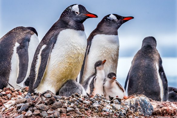 Gentoo penguins and chicks at Yankee Harbour.