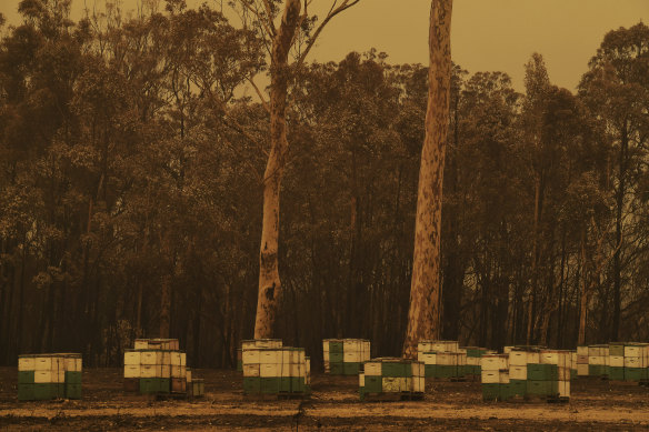 Beehives laid out in the burnt forest, which was scorched in the Currowan fire on the NSW South Coast in 2020.  