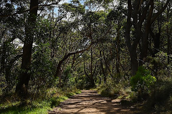 The entrance to the track leading to Hanging Rock in the Blue Mountains where Jack died, alone, the day after his 18th birthday.